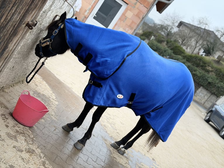 American Quarter Horse Stute 4 Jahre 150 cm Rappe in Priesendorf
