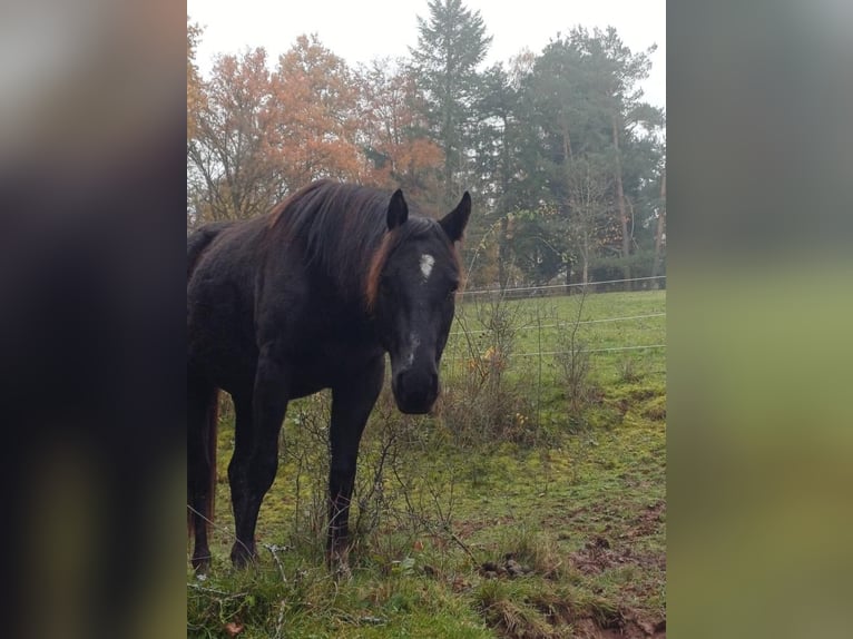 American Quarter Horse Stute 4 Jahre 150 cm Rappe in Priesendorf
