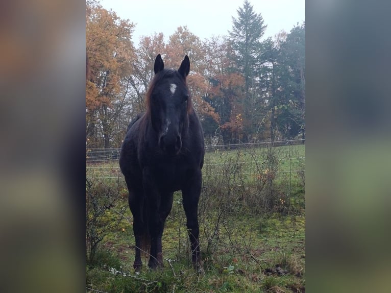 American Quarter Horse Stute 4 Jahre 150 cm Rappe in Priesendorf