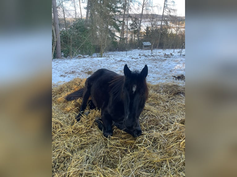 American Quarter Horse Stute 4 Jahre 150 cm Rappe in Priesendorf
