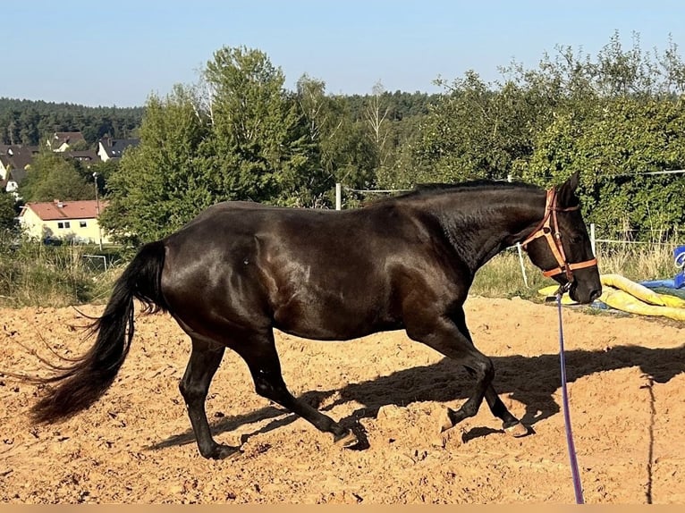 American Quarter Horse Stute 4 Jahre 150 cm Rappe in Creußen