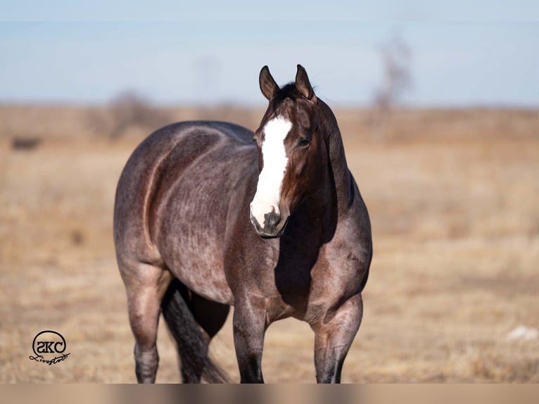 American Quarter Horse Stute 4 Jahre 150 cm Roan-Bay in Canyon
