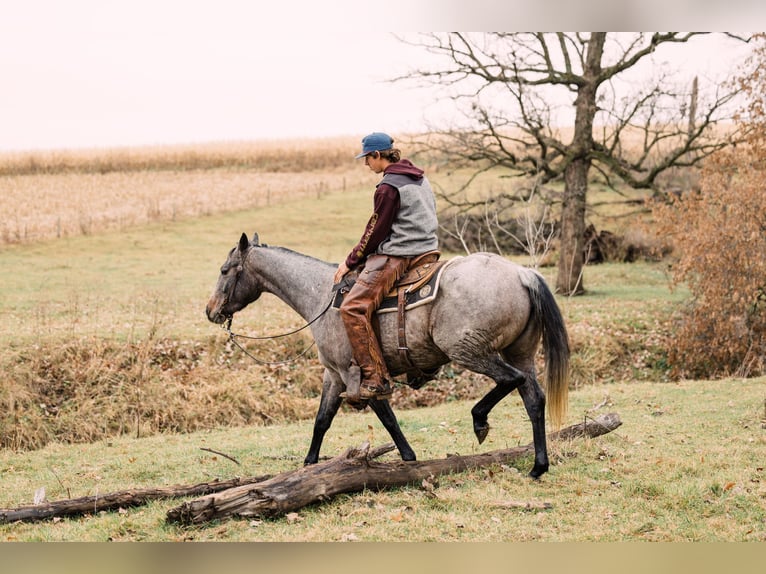 American Quarter Horse Stute 4 Jahre 150 cm Roan-Bay in Decorah, IA