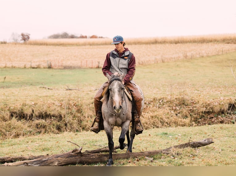 American Quarter Horse Stute 4 Jahre 150 cm Roan-Bay in Decorah, IA