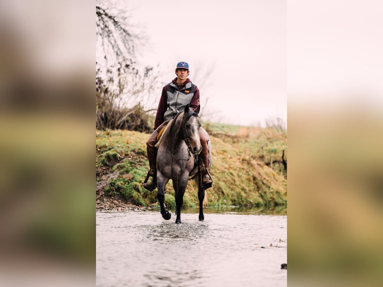 American Quarter Horse Stute 4 Jahre 150 cm Roan-Bay in Decorah, IA
