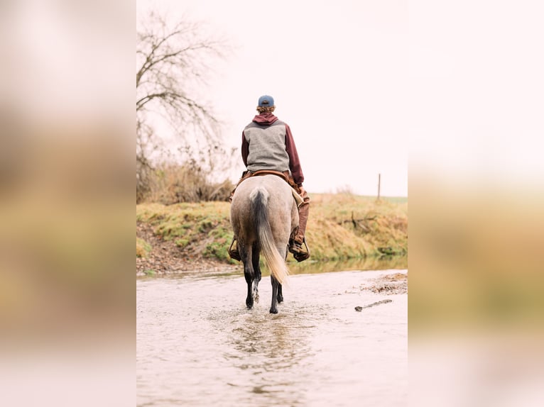American Quarter Horse Stute 4 Jahre 150 cm Roan-Bay in Decorah, IA