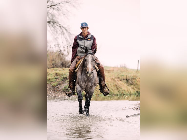 American Quarter Horse Stute 4 Jahre 150 cm Roan-Bay in Decorah, IA