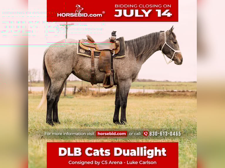 American Quarter Horse Stute 4 Jahre 150 cm Roan-Bay in Decorah, IA