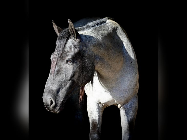 American Quarter Horse Stute 4 Jahre 150 cm Roan-Blue in Allenwood, PA