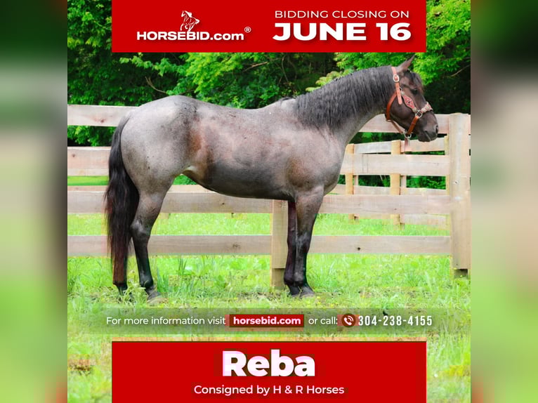 American Quarter Horse Stute 4 Jahre 150 cm Roan-Blue in Hillsboro, KY