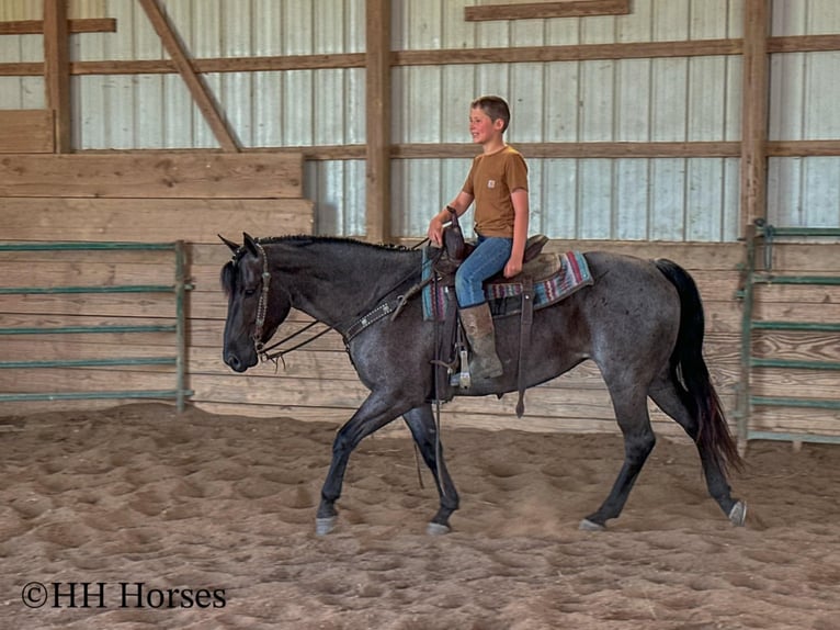 American Quarter Horse Stute 4 Jahre 150 cm Roan-Blue in Hillsboro, KY