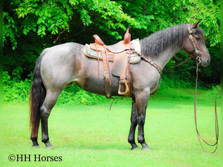 American Quarter Horse Stute 4 Jahre 150 cm Roan-Blue in Hillsboro, KY
