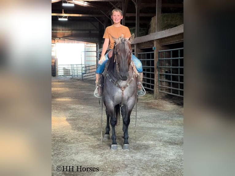 American Quarter Horse Stute 4 Jahre 150 cm Roan-Blue in Hillsboro, KY