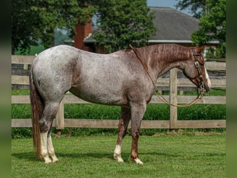 American Quarter Horse Stute 4 Jahre 150 cm Roan-Red in Sandborn