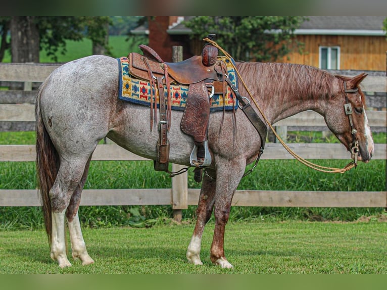American Quarter Horse Stute 4 Jahre 150 cm Roan-Red in Sandborn