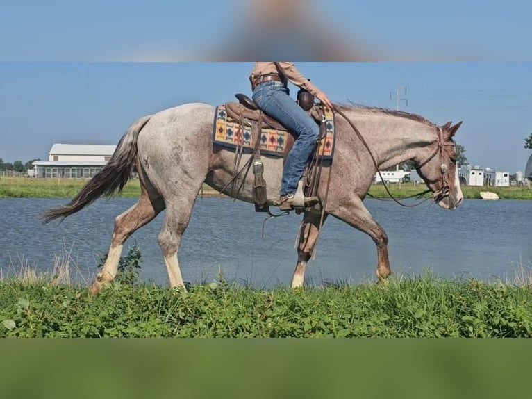 American Quarter Horse Stute 4 Jahre 150 cm Roan-Red in Sandborn