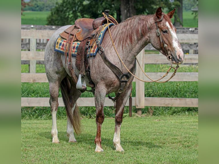 American Quarter Horse Stute 4 Jahre 150 cm Roan-Red in Sandborn