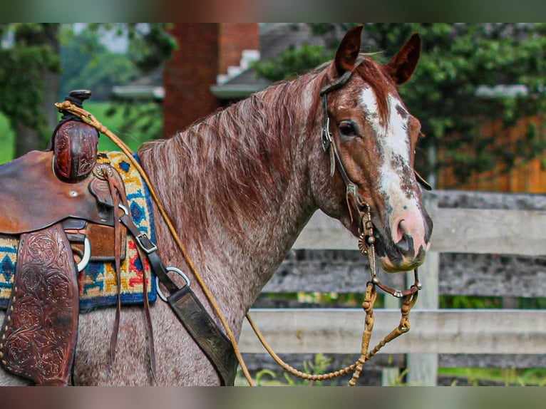 American Quarter Horse Stute 4 Jahre 150 cm Roan-Red in Sandborn