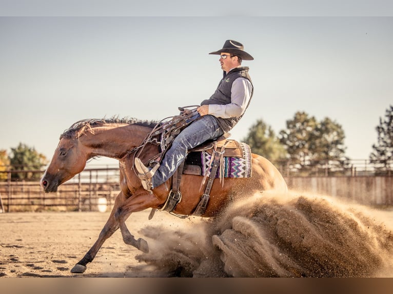 American Quarter Horse Stute 4 Jahre 150 cm Rotbrauner in Canistota, SD