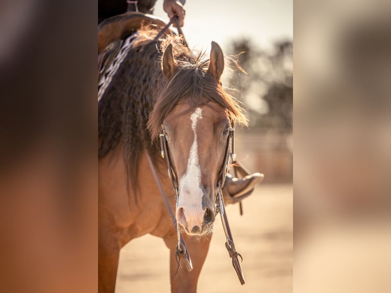 American Quarter Horse Stute 4 Jahre 150 cm Rotbrauner in Canistota, SD