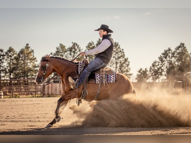 American Quarter Horse Stute 4 Jahre 150 cm Rotbrauner in Canistota, SD