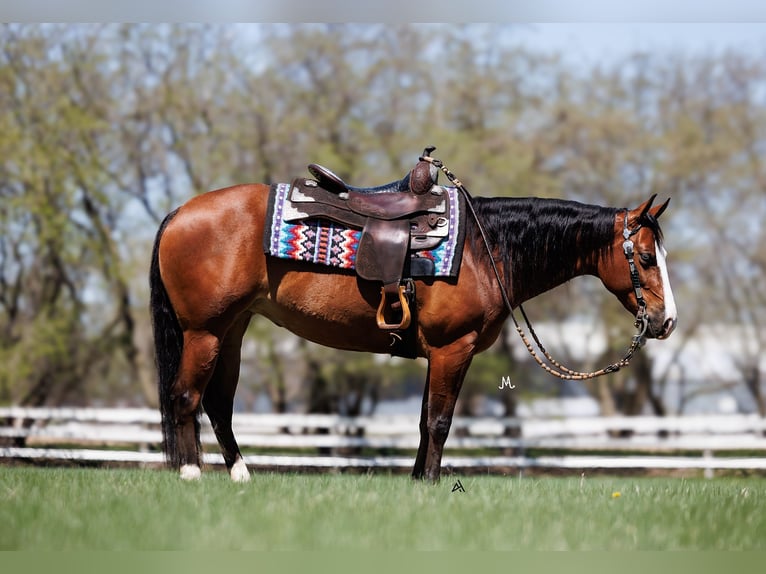 American Quarter Horse Stute 4 Jahre 150 cm Rotbrauner in Cottage Grove, MN