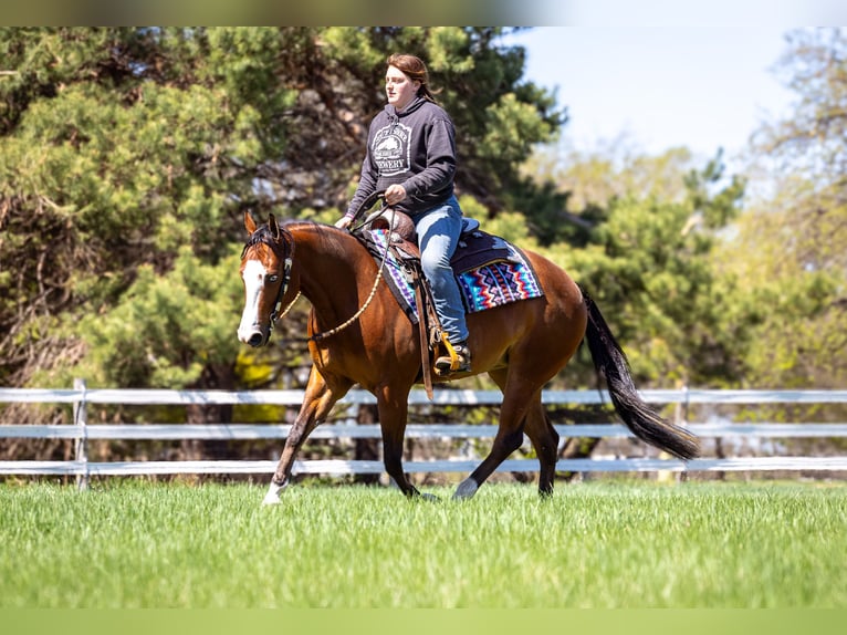 American Quarter Horse Stute 4 Jahre 150 cm Rotbrauner in Cottage Grove, MN