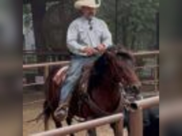 American Quarter Horse Stute 4 Jahre 150 cm Rotbrauner in Terrell Tx