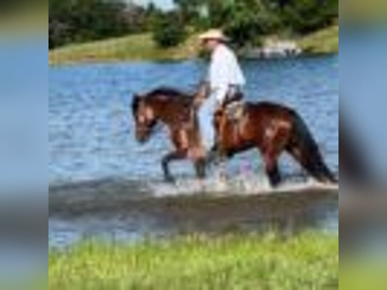 American Quarter Horse Stute 4 Jahre 150 cm Rotbrauner in Terrell Tx