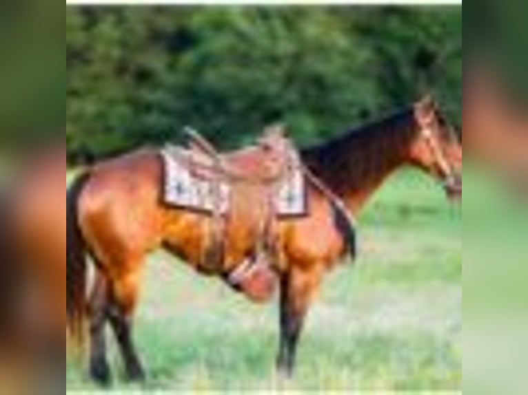 American Quarter Horse Stute 4 Jahre 150 cm Rotbrauner in Terrell Tx