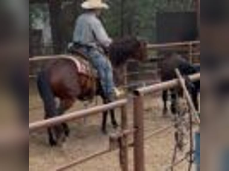 American Quarter Horse Stute 4 Jahre 150 cm Rotbrauner in Terrell Tx