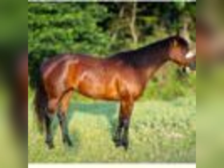 American Quarter Horse Stute 4 Jahre 150 cm Rotbrauner in Terrell Tx