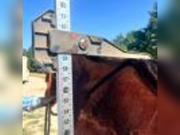 American Quarter Horse Stute 4 Jahre 150 cm Rotbrauner in Terrell Tx