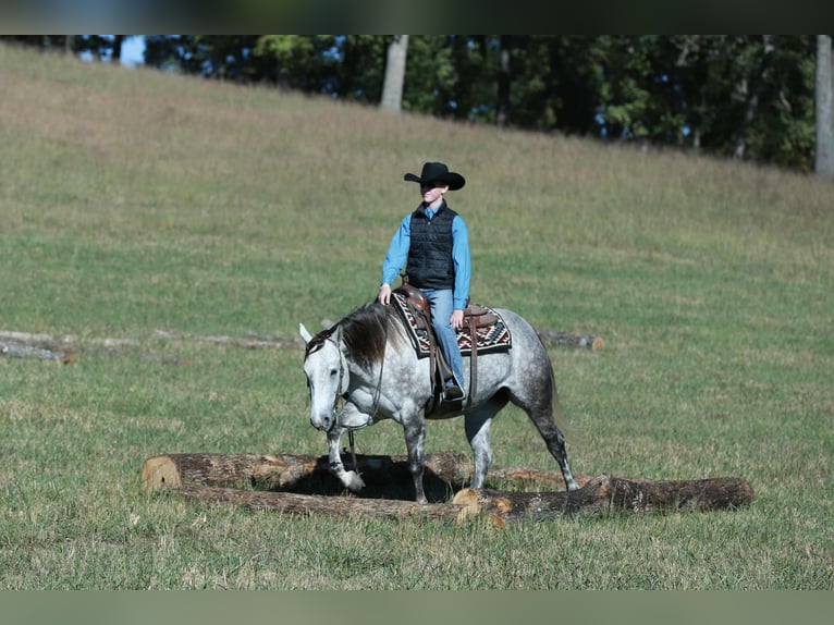 American Quarter Horse Stute 4 Jahre 150 cm Schimmel in Mount Vernon