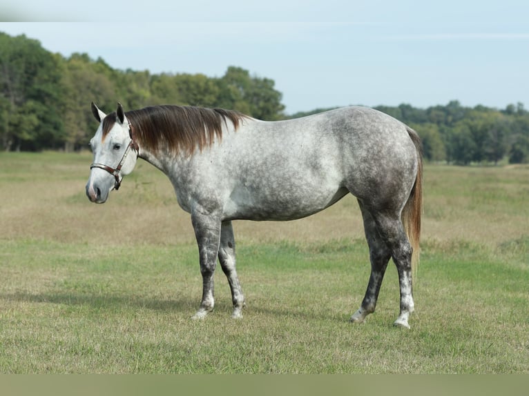 American Quarter Horse Stute 4 Jahre 150 cm Schimmel in Mount Vernon