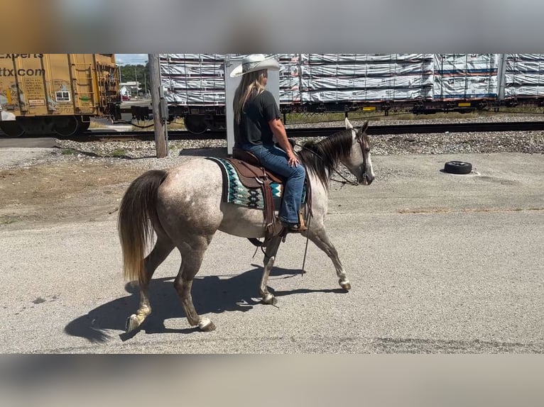 American Quarter Horse Stute 4 Jahre 150 cm Schimmel in Henderson
