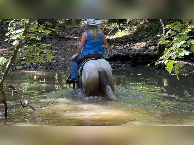 American Quarter Horse Stute 4 Jahre 150 cm Schimmel in Henderson