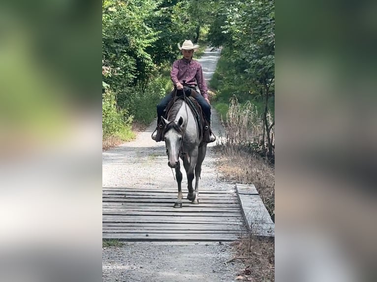 American Quarter Horse Stute 4 Jahre 150 cm Schimmel in Henderson