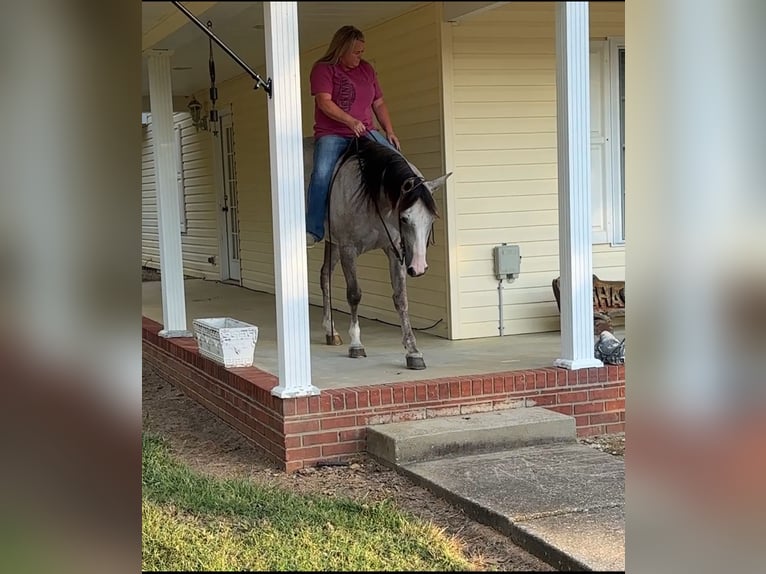 American Quarter Horse Stute 4 Jahre 150 cm Schimmel in Henderson