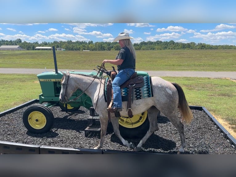 American Quarter Horse Stute 4 Jahre 150 cm Schimmel in Henderson
