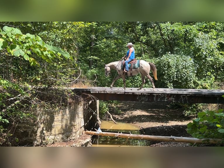 American Quarter Horse Stute 4 Jahre 150 cm Schimmel in Henderson