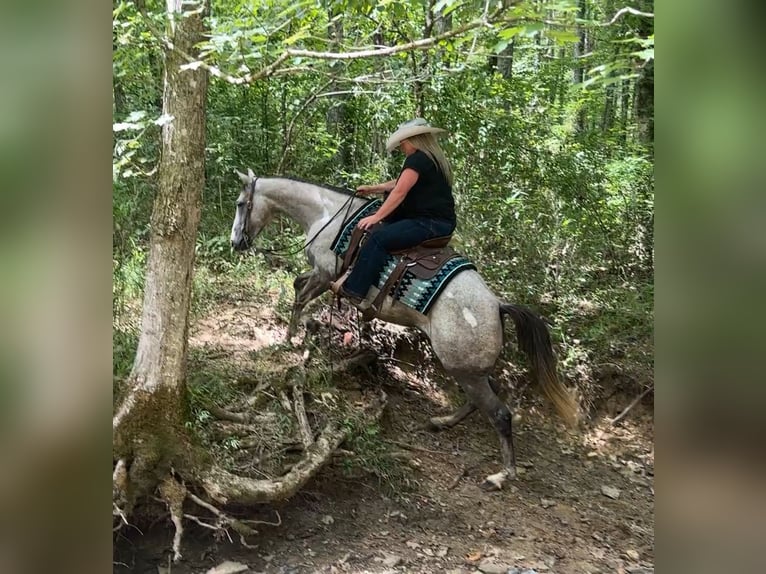 American Quarter Horse Stute 4 Jahre 150 cm Schimmel in Henderson