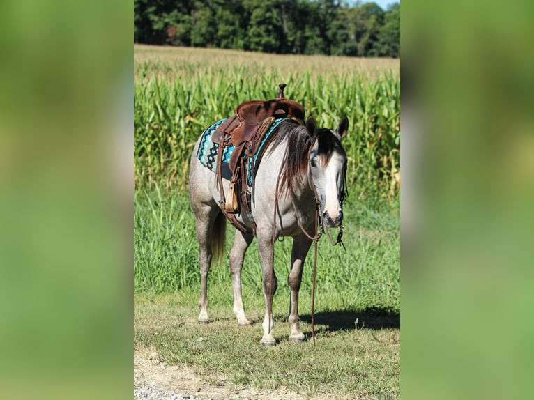 American Quarter Horse Stute 4 Jahre 150 cm Schimmel in Henderson