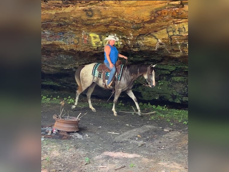 American Quarter Horse Stute 4 Jahre 150 cm Schimmel in Henderson