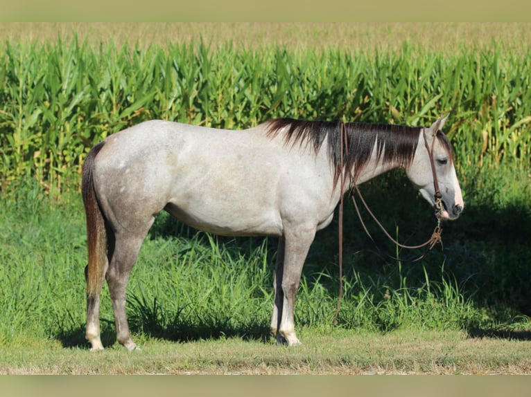 American Quarter Horse Stute 4 Jahre 150 cm Schimmel in Henderson