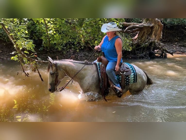 American Quarter Horse Stute 4 Jahre 150 cm Schimmel in Henderson