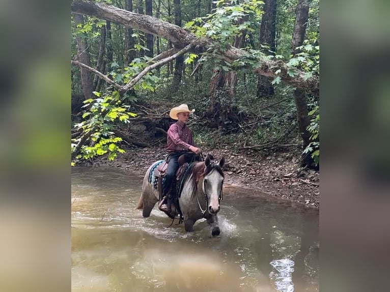 American Quarter Horse Stute 4 Jahre 150 cm Schimmel in Henderson