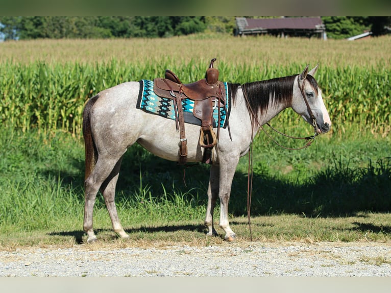 American Quarter Horse Stute 4 Jahre 150 cm Schimmel in Henderson