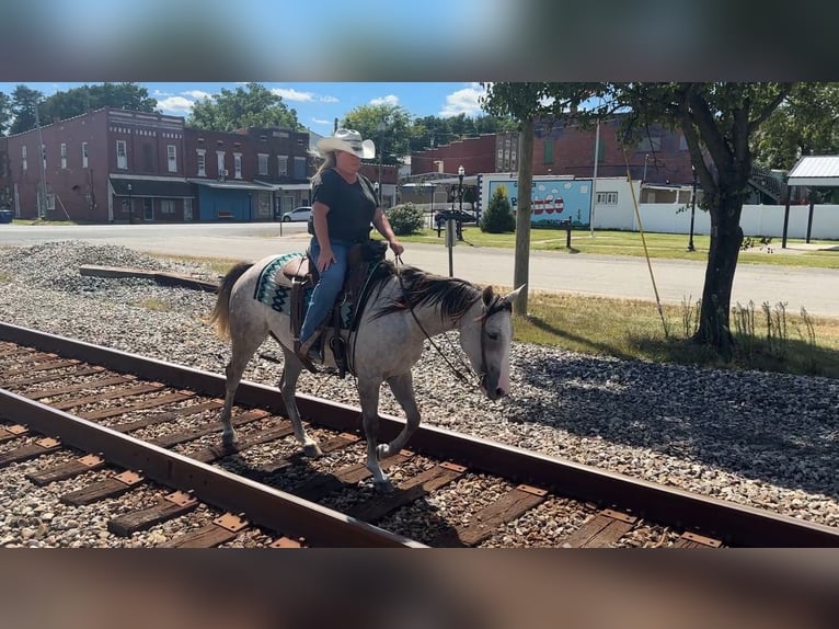 American Quarter Horse Stute 4 Jahre 150 cm Schimmel in Henderson