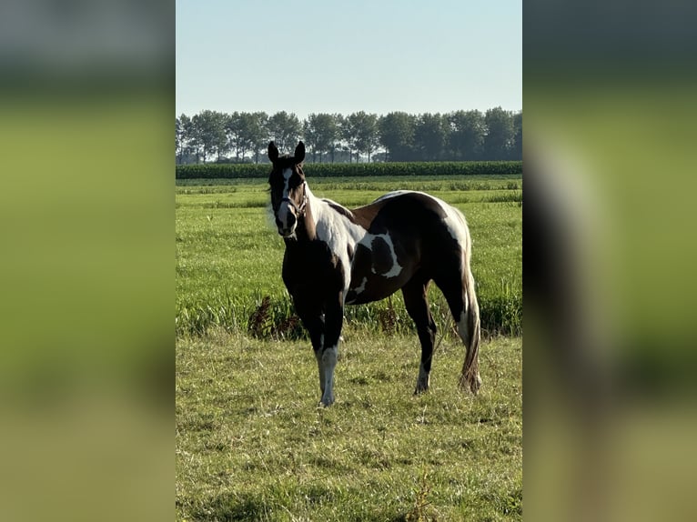 American Quarter Horse Stute 4 Jahre 150 cm Tobiano-alle-Farben in Alphen aan den Rijn